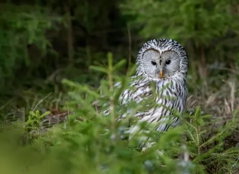 Owl Portrait 4K Wallpaper · birds · 3840×2794
