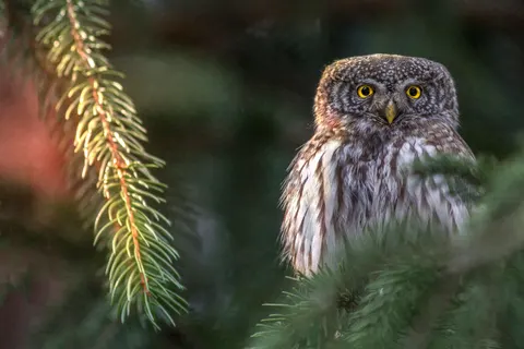 Owl Portrait 4K Wallpaper · birds · 3840×2563