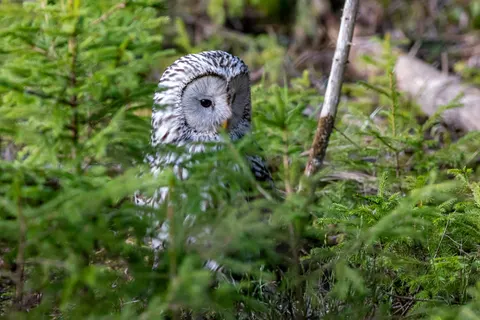 Owl Portrait 4K Wallpaper · birds · 3840×2560