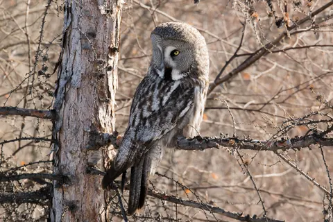 Owl Portrait 4K Wallpaper · birds · 3840×2560