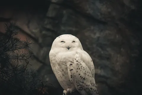 Owl Portrait 4K Wallpaper · birds · 3840×2560