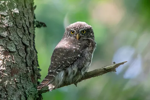 Owl Portrait 4K Wallpaper · birds · 3840×2560