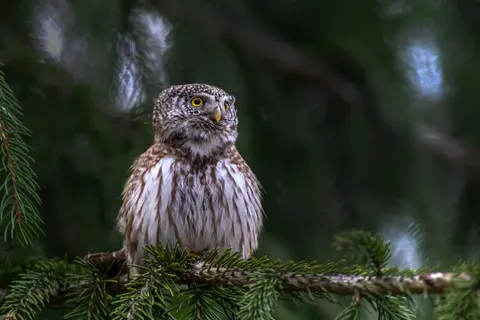 Owl Portrait 4K Wallpaper · birds · 3840×2560