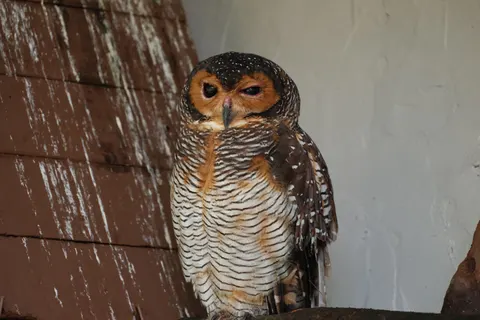 Owl Portrait 4K Wallpaper · birds · 3840×2560