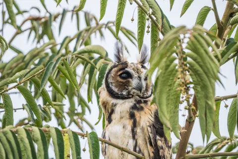 Owl Portrait 4K Wallpaper · birds · 3840×2560