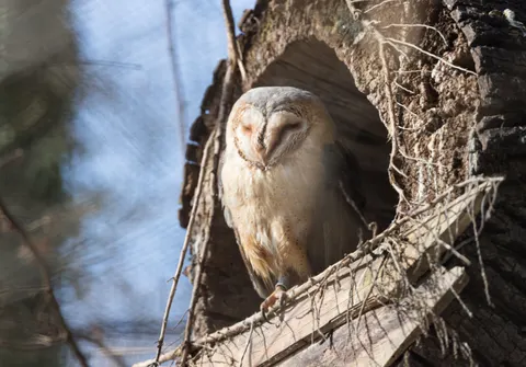 Owl Portrait 4K Wallpaper · birds · 3840×2683