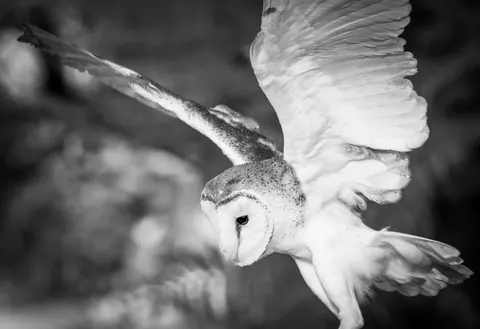 Owl Portrait 4K Wallpaper · birds · 3840×2634