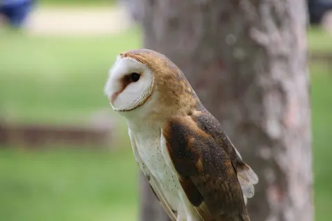 Owl Portrait 4K Wallpaper · birds · 3840×2560
