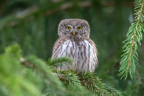 Owl Portrait 4K Wallpaper · birds · 3840×2560
