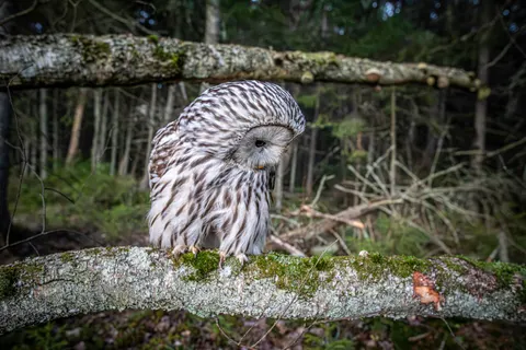 Owl Portrait 4K Wallpaper · birds · 3840×2560