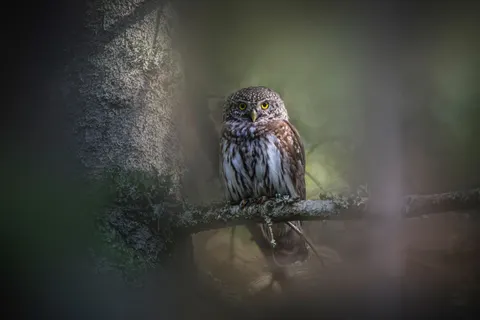 Owl Portrait 4K Wallpaper · birds · 3840×2562