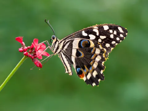 Kelebek 4K Duvar Kağıdı · animals · 3840×2881