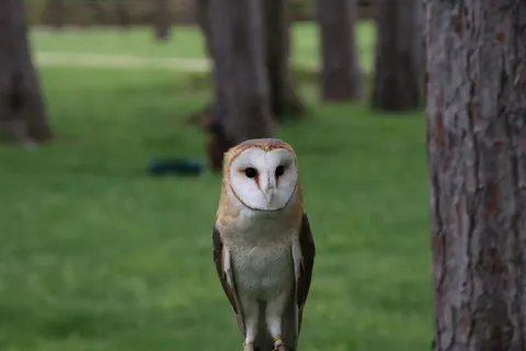 Owl Portrait 4K Wallpaper · birds · 3840×2560