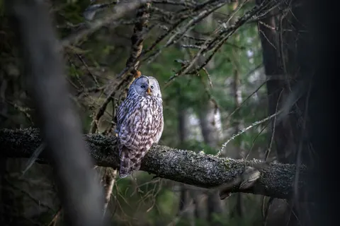 Owl Portrait 4K Wallpaper · birds · 3840×2560