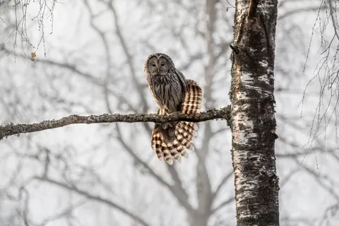 Owl Portrait 4K Wallpaper · birds · 3840×2560