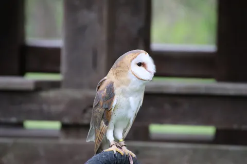 Owl Portrait 4K Wallpaper · birds · 3840×2560