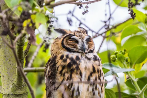 Owl Portrait 4K Wallpaper · birds · 3840×2560