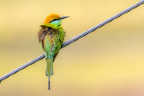 Kingfisher Bird 4K Wallpaper · birds · 3840×2560