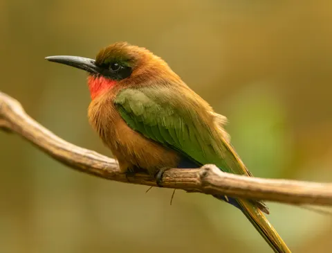 Kingfisher Bird 4K Wallpaper · birds · 3840×2917