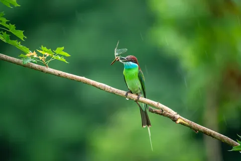 Kingfisher Bird 4K Wallpaper · birds · 3840×2561