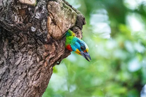 Обои Зимородок 4K · birds · 3840×2560