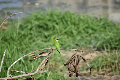 Kingfisher Bird 4K Wallpaper · birds · 3840×2560