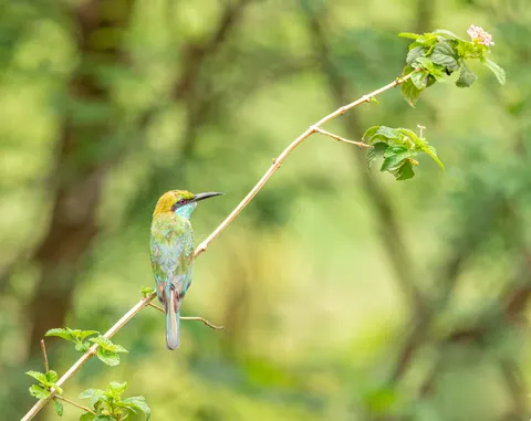 Kingfisher Bird 4K Wallpaper · birds · 3840×3045