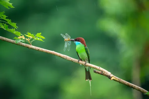 Kingfisher Bird 4K Wallpaper · birds · 3840×2561