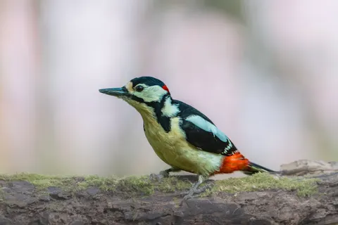 Kingfisher Bird 4K Wallpaper · birds · 3840×2560