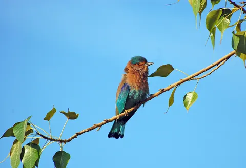 Kingfisher Bird 4K Wallpaper · birds · 3840×2628