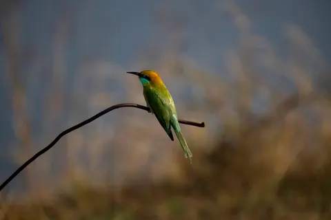 Kingfisher Bird 4K Wallpaper · birds · 3840×2558