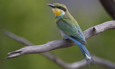 Kingfisher Bird 4K Wallpaper · birds · 3840×2314