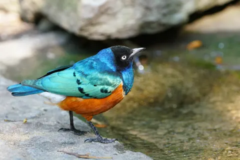 Sfondo Martin pescatore 4K · birds · 3840×2561