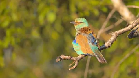 Yalıçapkını Kuşu 4K Duvar Kağıdı · birds · 3840×2160