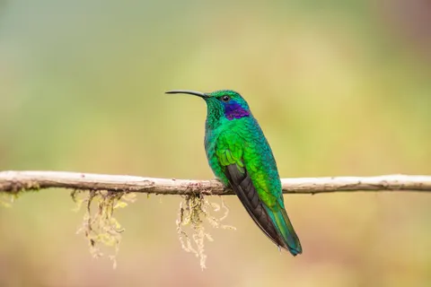 Kingfisher Bird 4K Wallpaper · birds · 3840×2560
