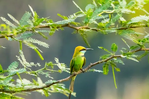 Kingfisher Bird 4K Wallpaper · birds · 3840×2560