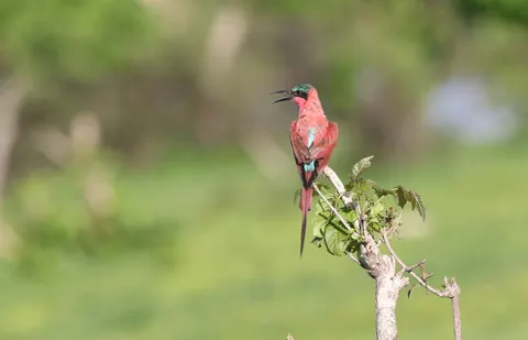 Kingfisher Bird 4K Wallpaper · birds · 3840×2470