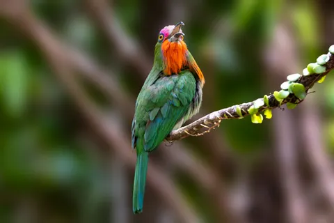 Kingfisher Bird 4K Wallpaper · birds · 3840×2560