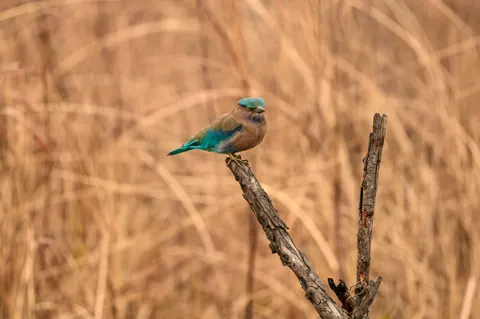 Kingfisher Bird 4K Wallpaper · birds · 3840×2555