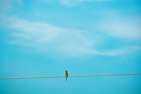 Kingfisher Bird 4K Wallpaper · birds · 3840×2560