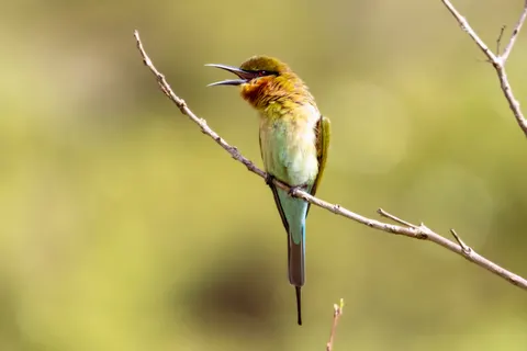 Kingfisher Bird 4K Wallpaper · birds · 3840×2560