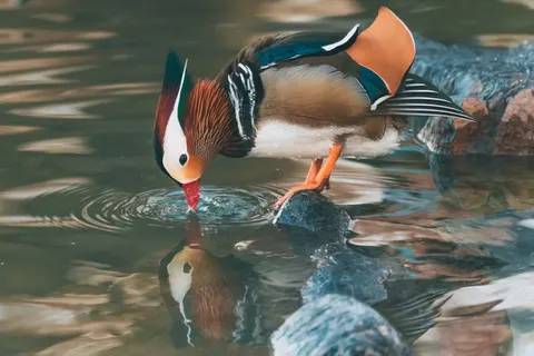 والپیپر مرغ ماهی‌خوار با کیفیت 4K · birds · 3840×2560