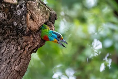 Fond d'écran Martin-pêcheur 4K · birds · 3840×2560