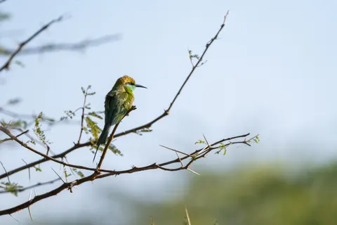 Sfondo Martin pescatore 4K · birds · 3840×2560