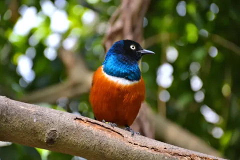 Kingfisher Bird 4K Wallpaper · birds · 3840×2560