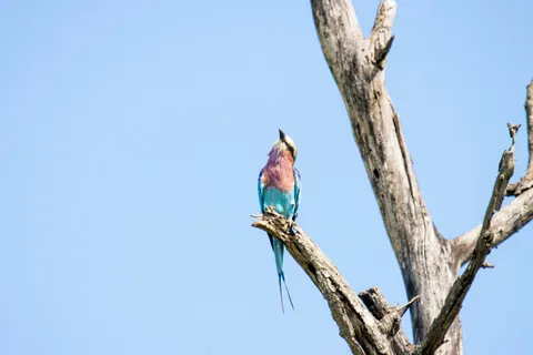 Kingfisher Bird 4K Wallpaper · birds · 3840×2560