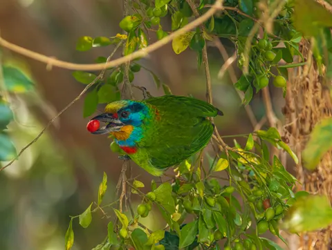 Kingfisher Bird 4K Wallpaper · birds · 3840×2892