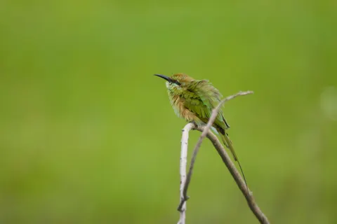 Kingfisher Bird 4K Wallpaper · birds · 3840×2560
