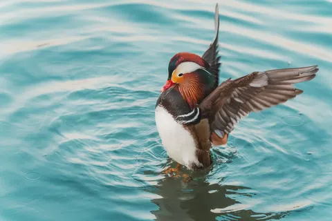 Kingfisher Bird 4K Wallpaper · birds · 3840×2560