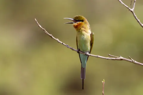 Kingfisher Bird 4K Wallpaper · birds · 3840×2560